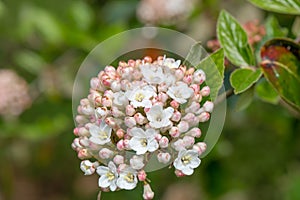 Burkwood Viburnum burkwoodii, cluster of budding flowers photo